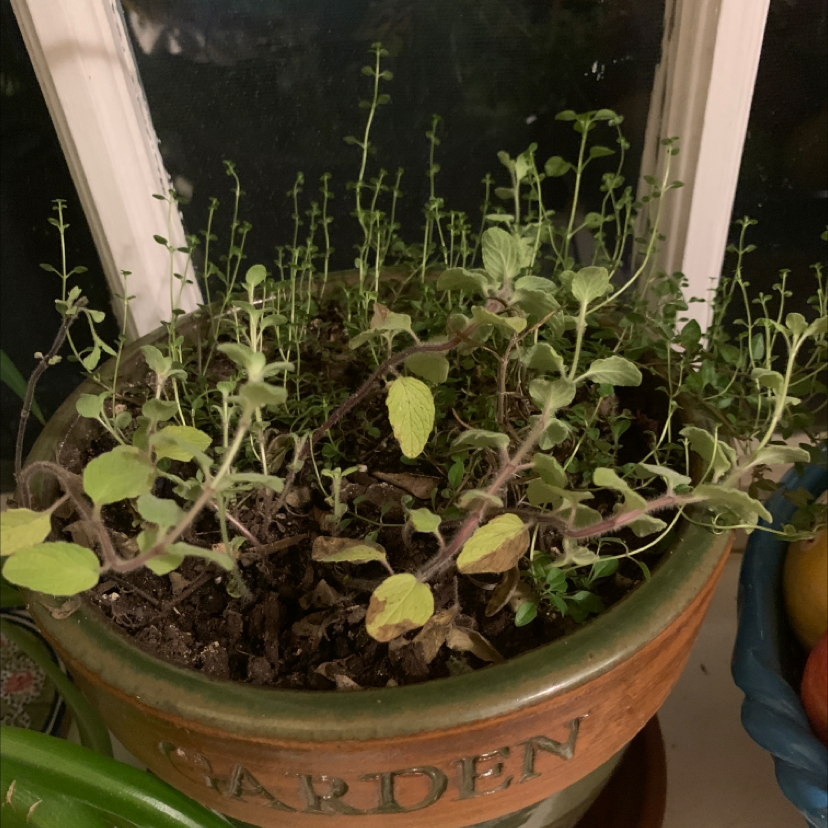 A clay planter full of healthy, green oregano plants with rounded and elongated leaves growing densely on multiple stems.