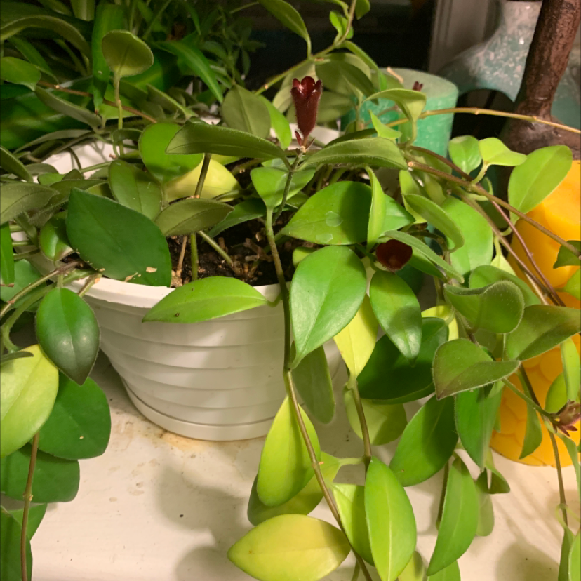 Lipstick Vine plant in a white pot with green leaves and visible flowers.