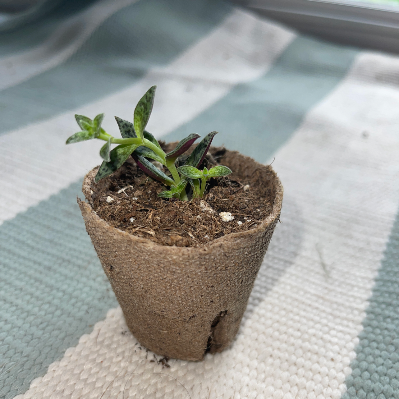 Healthy potted Gasteria obliqua plant with long, dark green leaves growing out of soil.