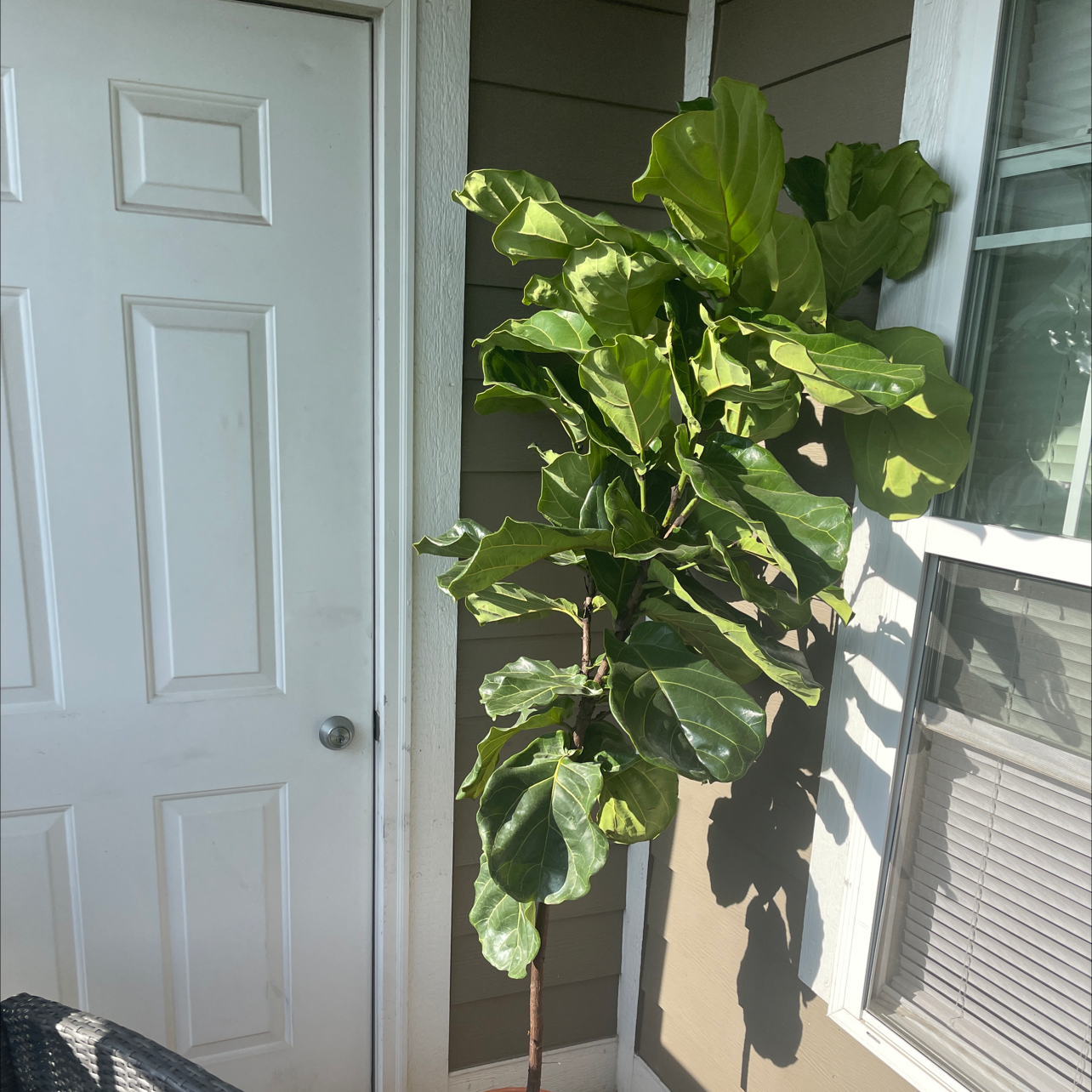 💧 How Do I Know When My Fiddle Leaf Fig Needs Water?