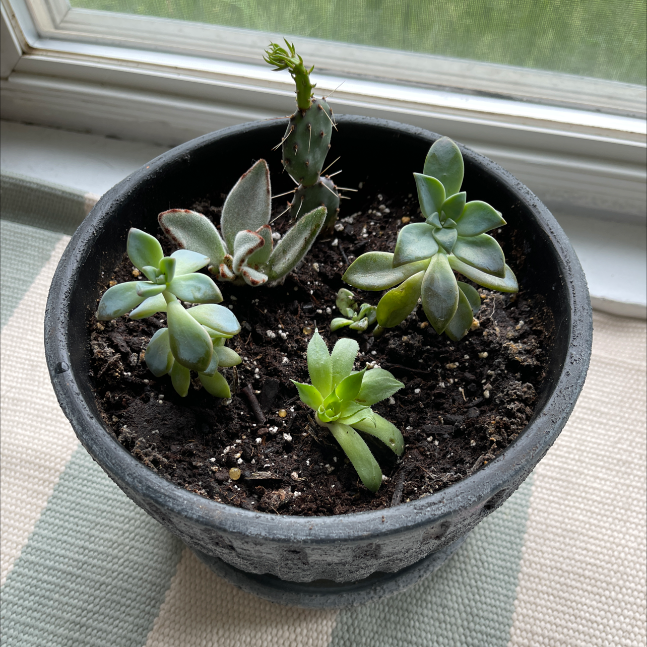 Potted Ghost Plant (Graptopetalum paraguayense) with multiple succulents, visible soil, and slight yellowing on one plant.