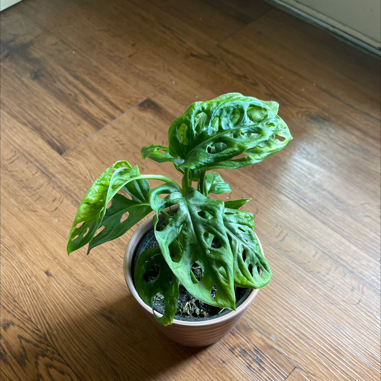 Swiss Cheese Vine (Monstera adansonii) in a pot on a wooden floor, healthy with perforated leaves.