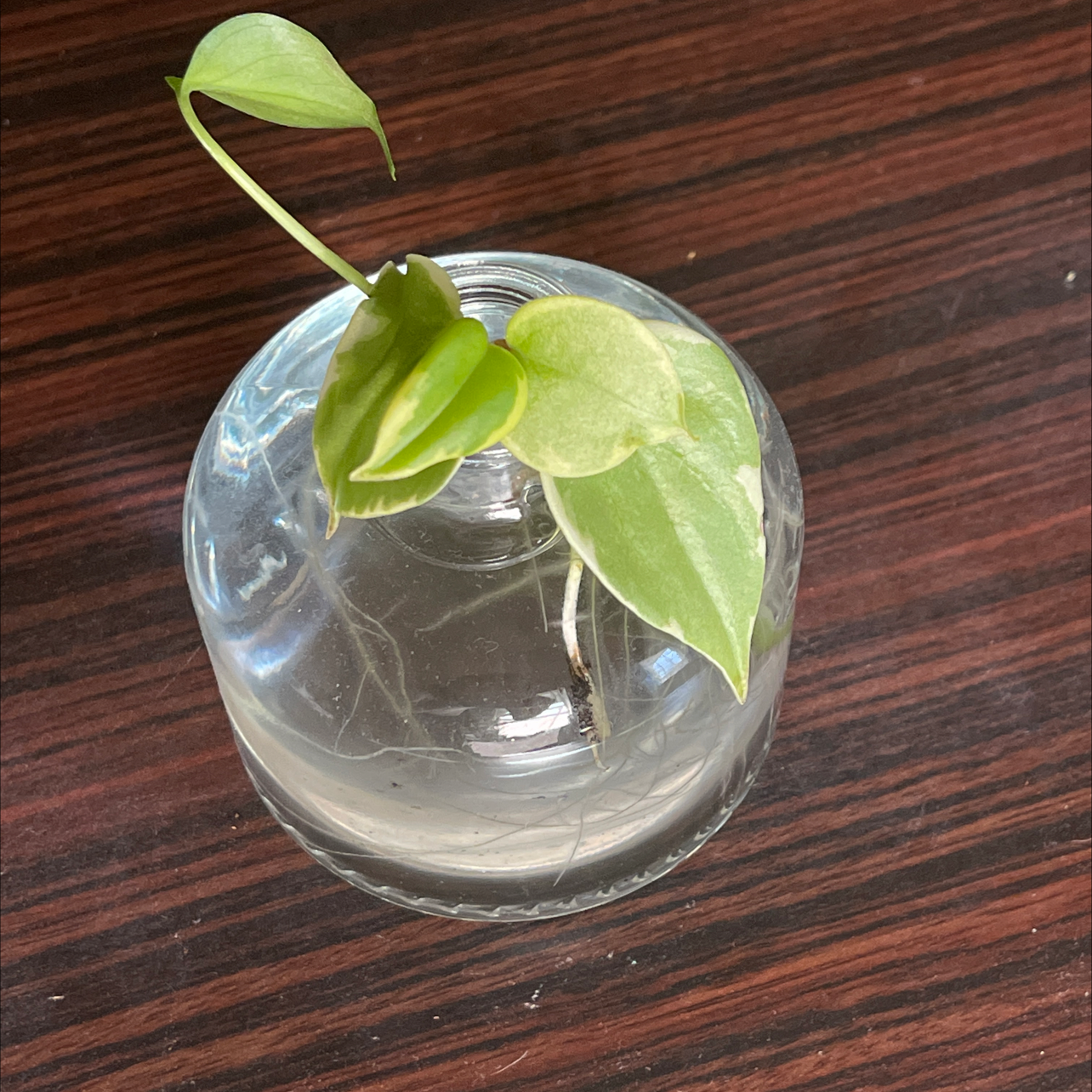 Healthy vining peperomia plant cutting in clear glass propagation container with vibrant green heart-shaped leaves.