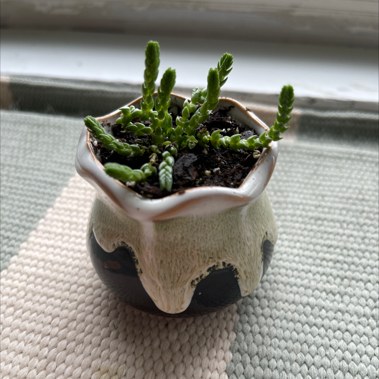 Small potted Rattail Crassula plant in a decorative pot with visible soil.