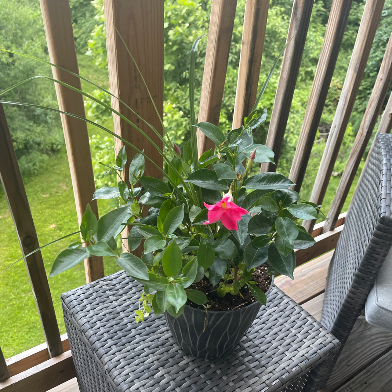 Potted Brazilian Jasmine with glossy green leaves and a pink flower on a balcony table.