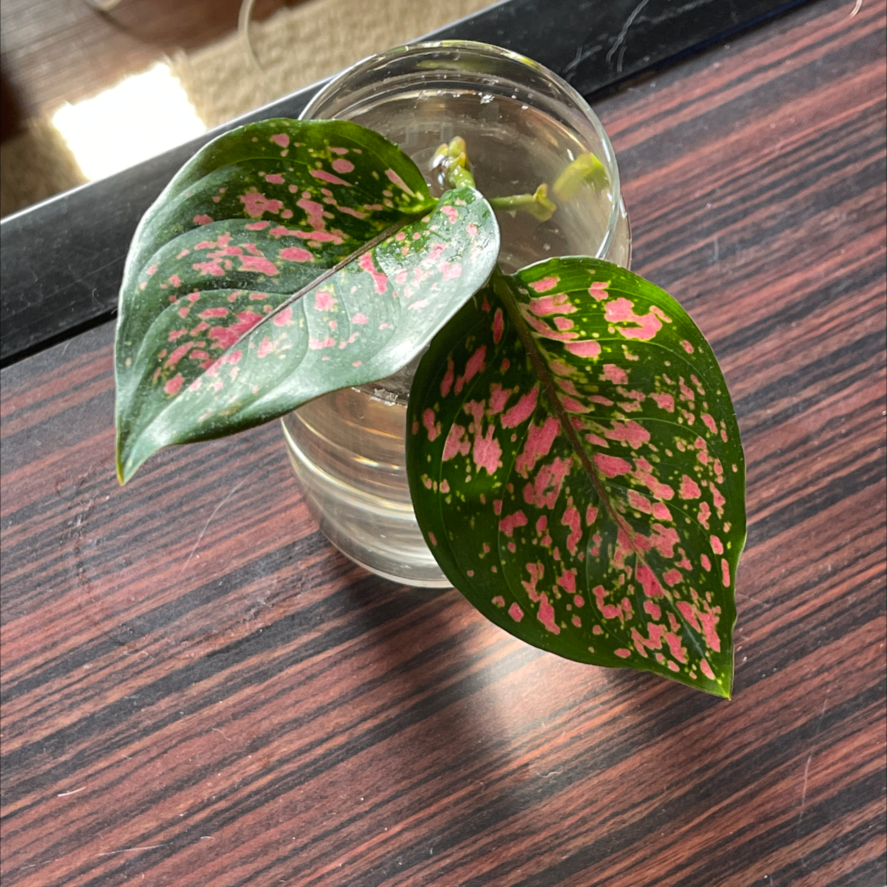 A healthy Polka Dot Plant in a glass of water, showing vibrant pink-spotted leaves and stem against a wooden background.