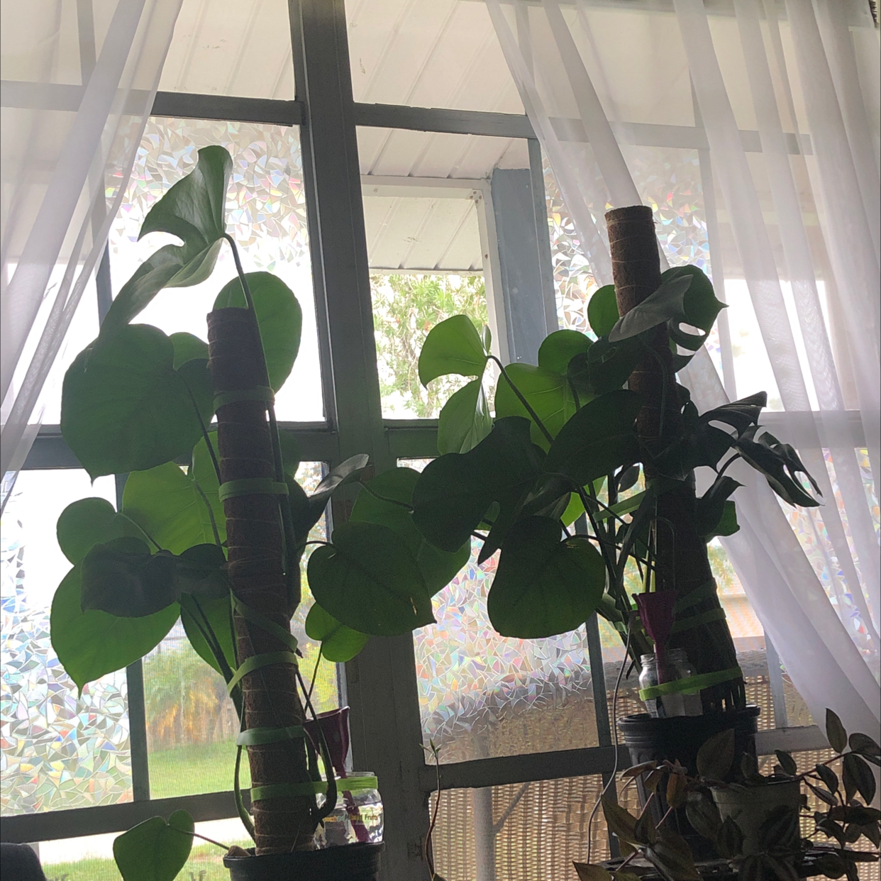 Monstera plant photo by Valerie named Monster Bros on Greg, the plant care app.