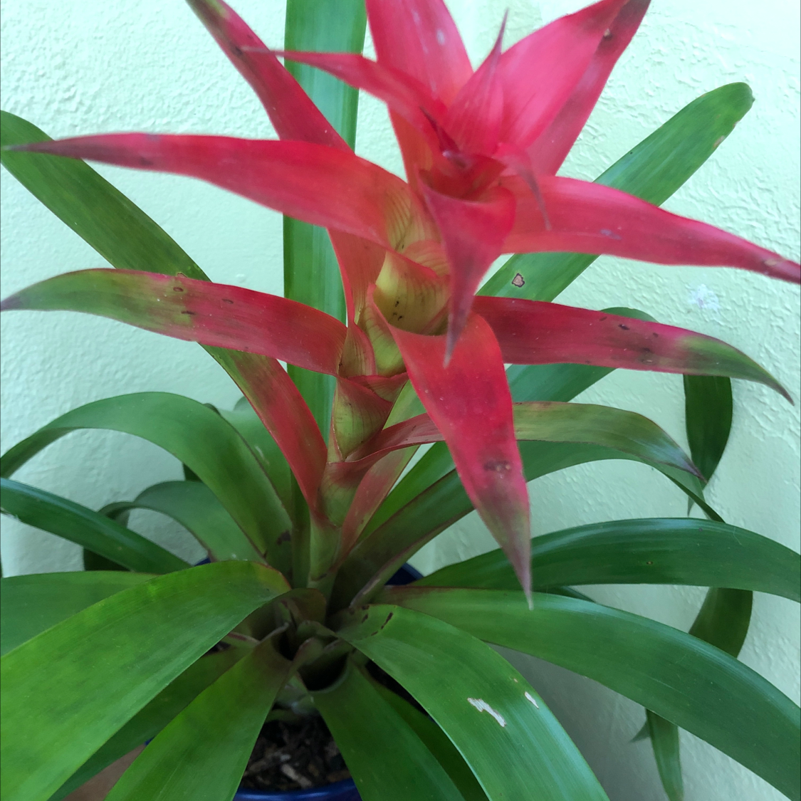 Photo of the plant species Droophead Tufted Airplant by @LittleGeneral named Scott on Greg, the plant care app