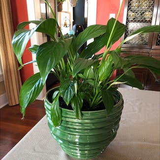 Peace Lily plant in Seattle, Washington