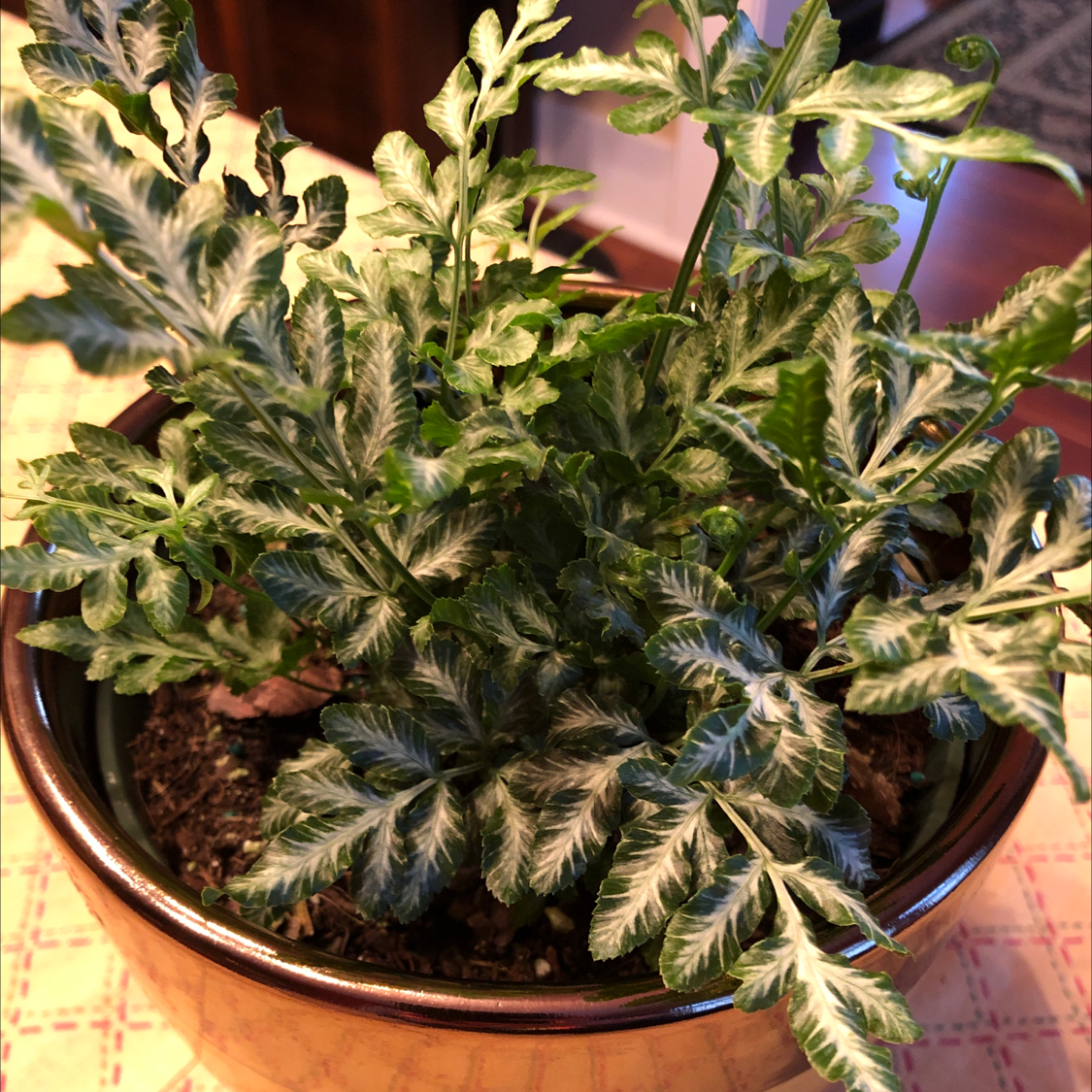 Healthy Brake Fern in a pot with visible soil and vibrant green leaves.