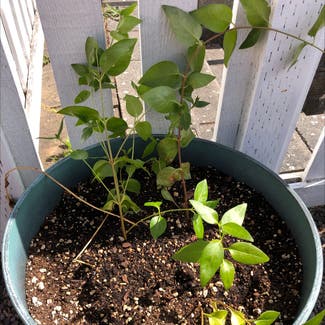 Greater Periwinkle plant in Seattle, Washington