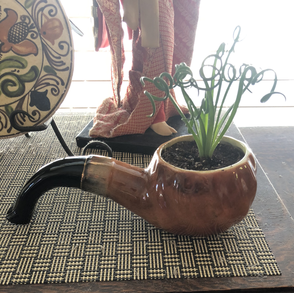 Frizzle Sizzle plant in a pipe-shaped pot on a woven mat indoors.