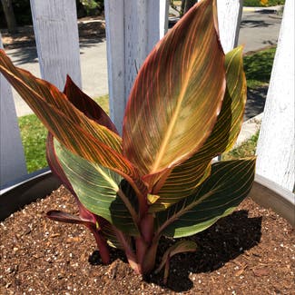 Tropicanna Canna Lily plant in Seattle, Washington