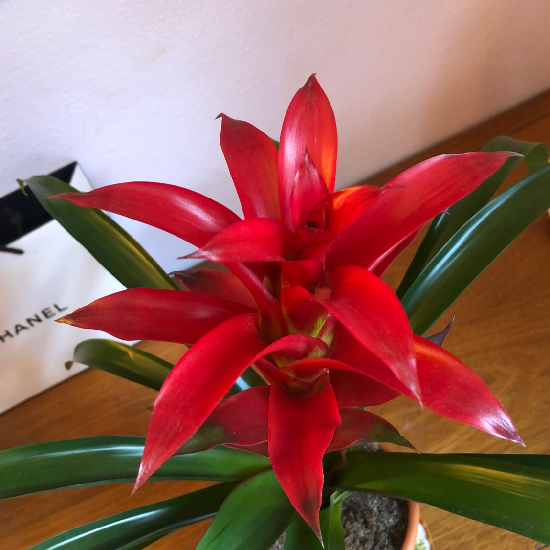 Close-up of a vibrant red Guzmania lingulata air plant with long slender leaves in a drooping fountain shape, very healthy specimen.