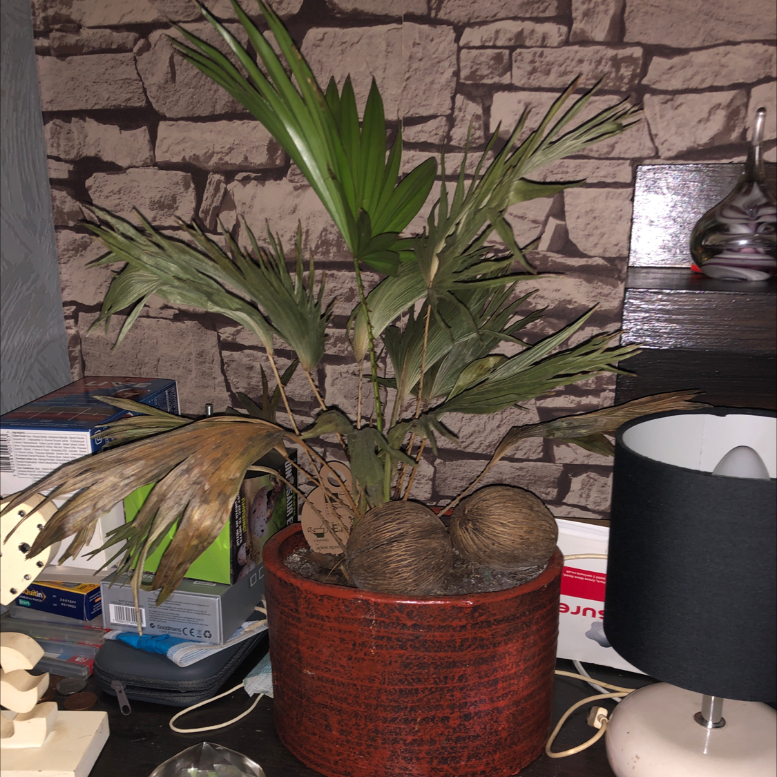Chinese Fan Palm in a pot with browning and yellowing leaves, household items in the background.