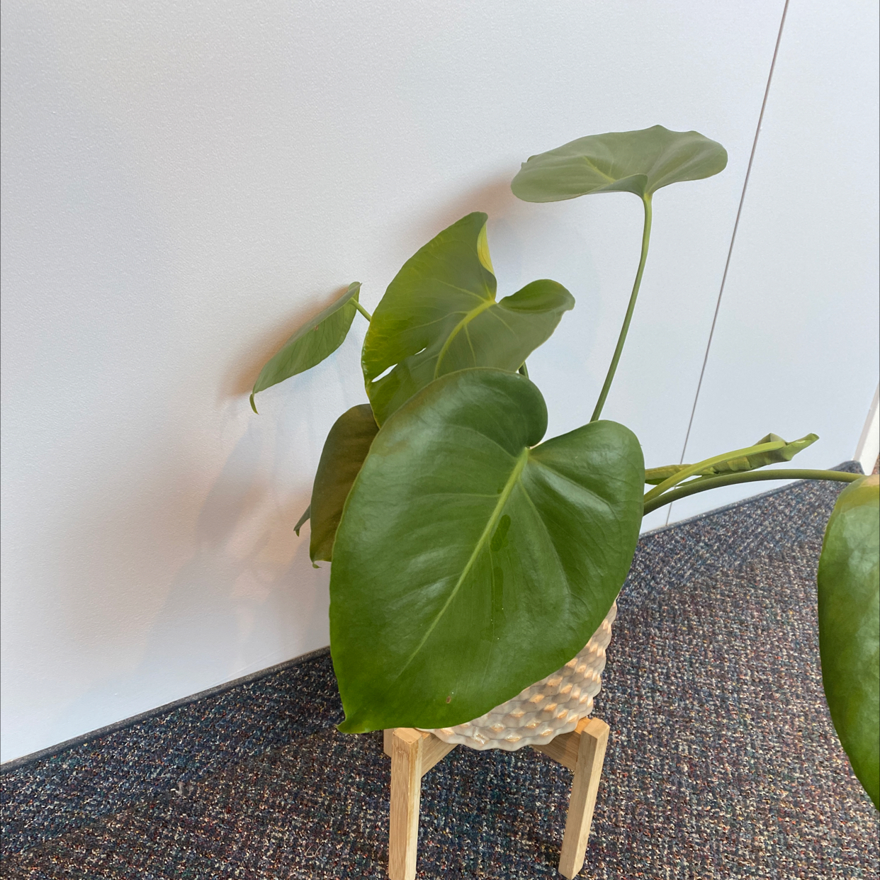 Monstera plant photo by @matlockcorley named Sweetie on Greg, the plant care app.