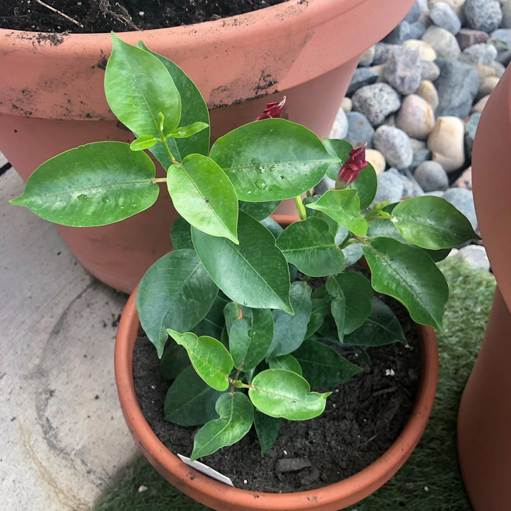 Photo of the plant species Dipladenia Madinia® Deep Red by @mr_brezident named Deep Red Dipladenia on Greg, the plant care app