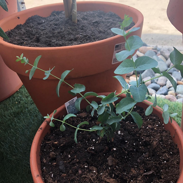 Photo of the plant species Silver Dollar Tree by @mr_brezident named Silver Dollar Eucalyptus on Greg, the plant care app