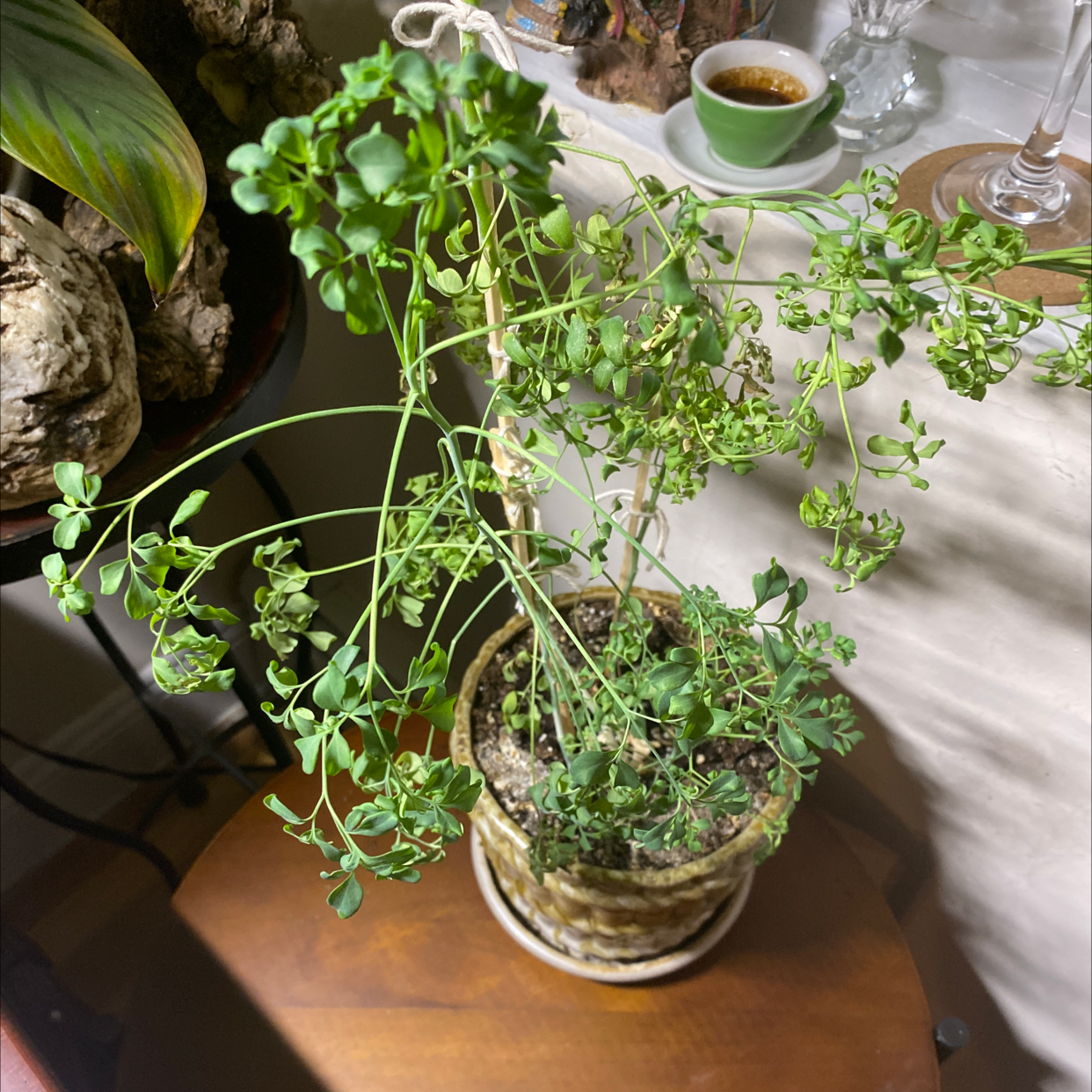 Potted Common Rue plant with some yellowing and browning leaves, visible soil.