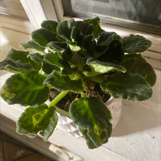African Violet plant in Carle Place, New York