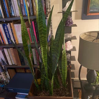 Snake Plant plant in Carle Place, New York
