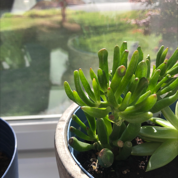 Lucky Plant plant photo by @Vika_salagornik12 named One on Greg, the plant care app.