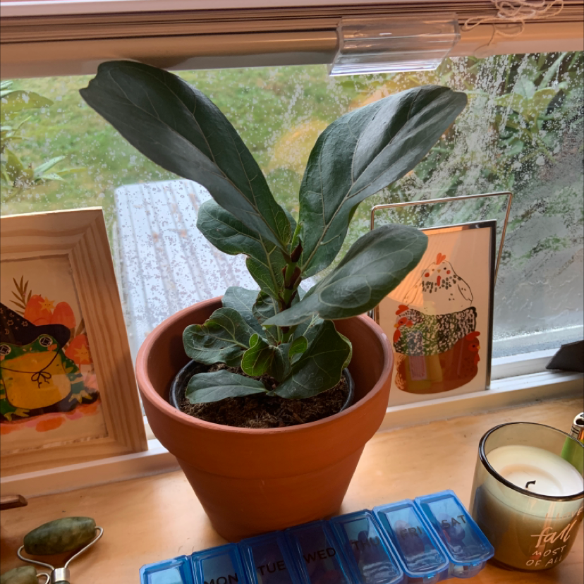 Fiddle Leaf Fig plant photo by Aubrey named fred on Greg, the plant care app.