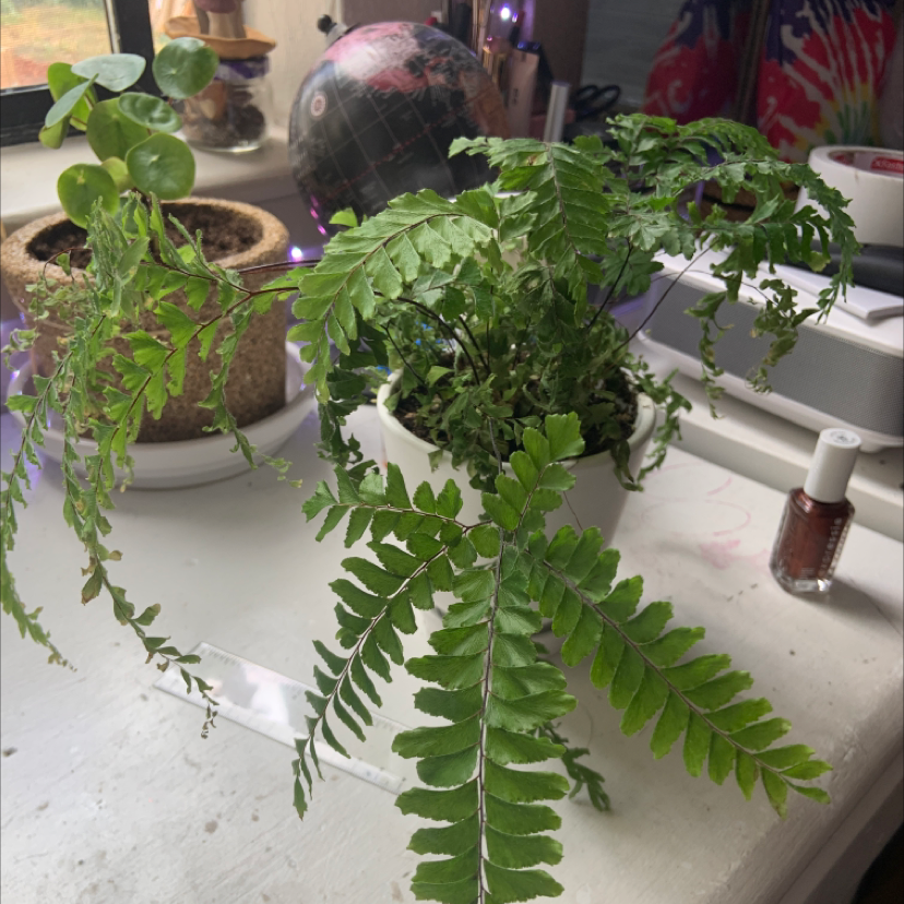 Photo of the plant species Northern Maidenhair Fern by Aubrey named maid sama on Greg, the plant care app