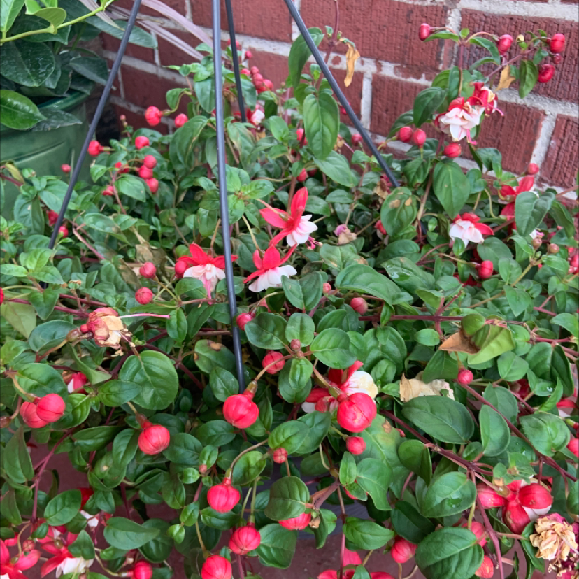 Fuchsia 'Ballet Girl' plant photo by Aubrey named outside fuschia on Greg, the plant care app.