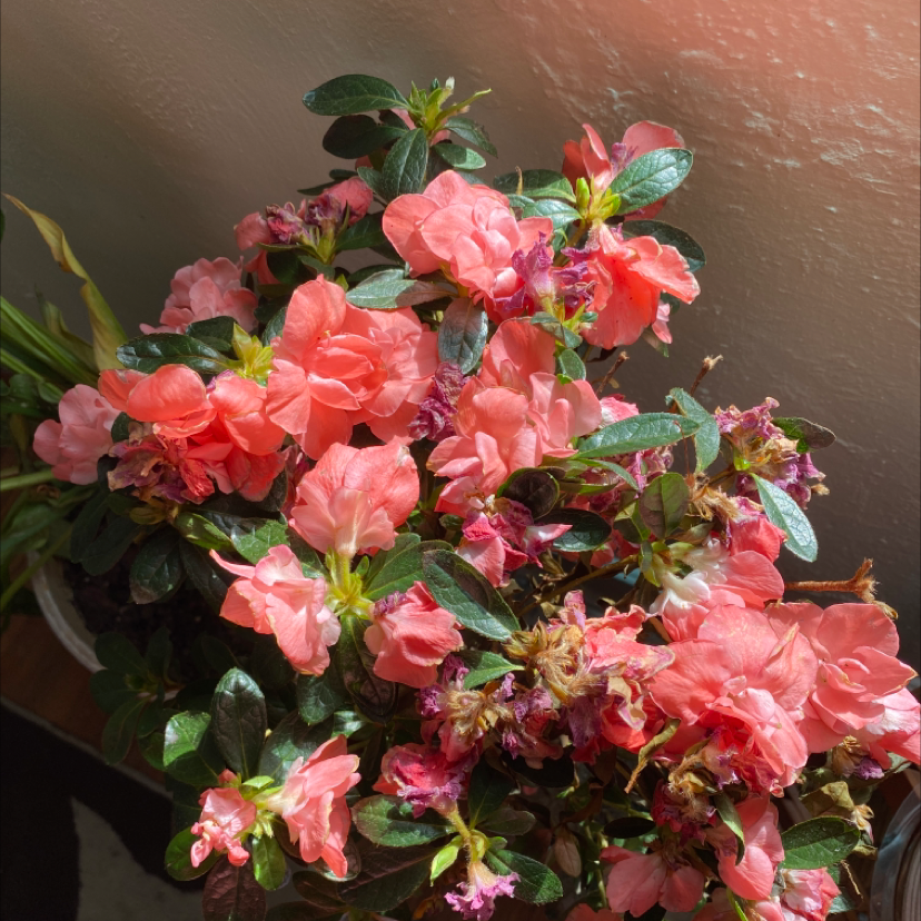 Flowering Satsuki Azalea with vibrant pink blooms and dark green leaves.