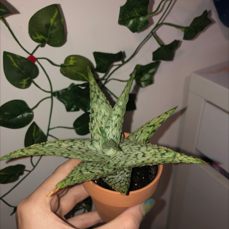 Aloe vera plant photo by @Jenni named Beck on Greg, the plant care app.