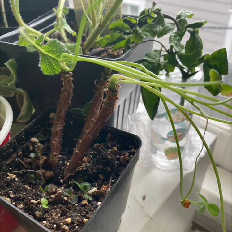 Photo of the plant species Galapagos Sorrel by Ren named Oxalis megalorrhiza on Greg, the plant care app