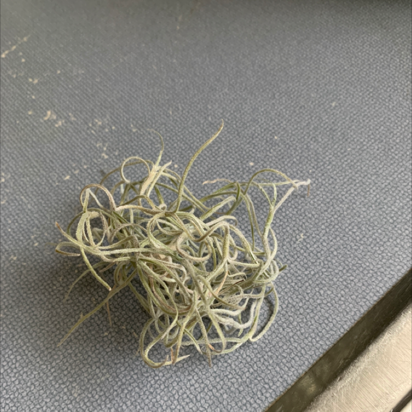 A small clump of Ballmoss (Tillandsia recurvata) on a textured surface.