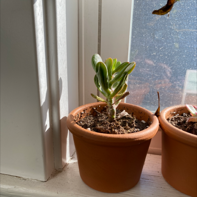 Crassula mesembryanthemoides plant in a terracotta pot on a windowsill.