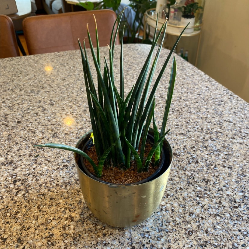 Dracaena 'Mikado' plant in a pot on a granite countertop.