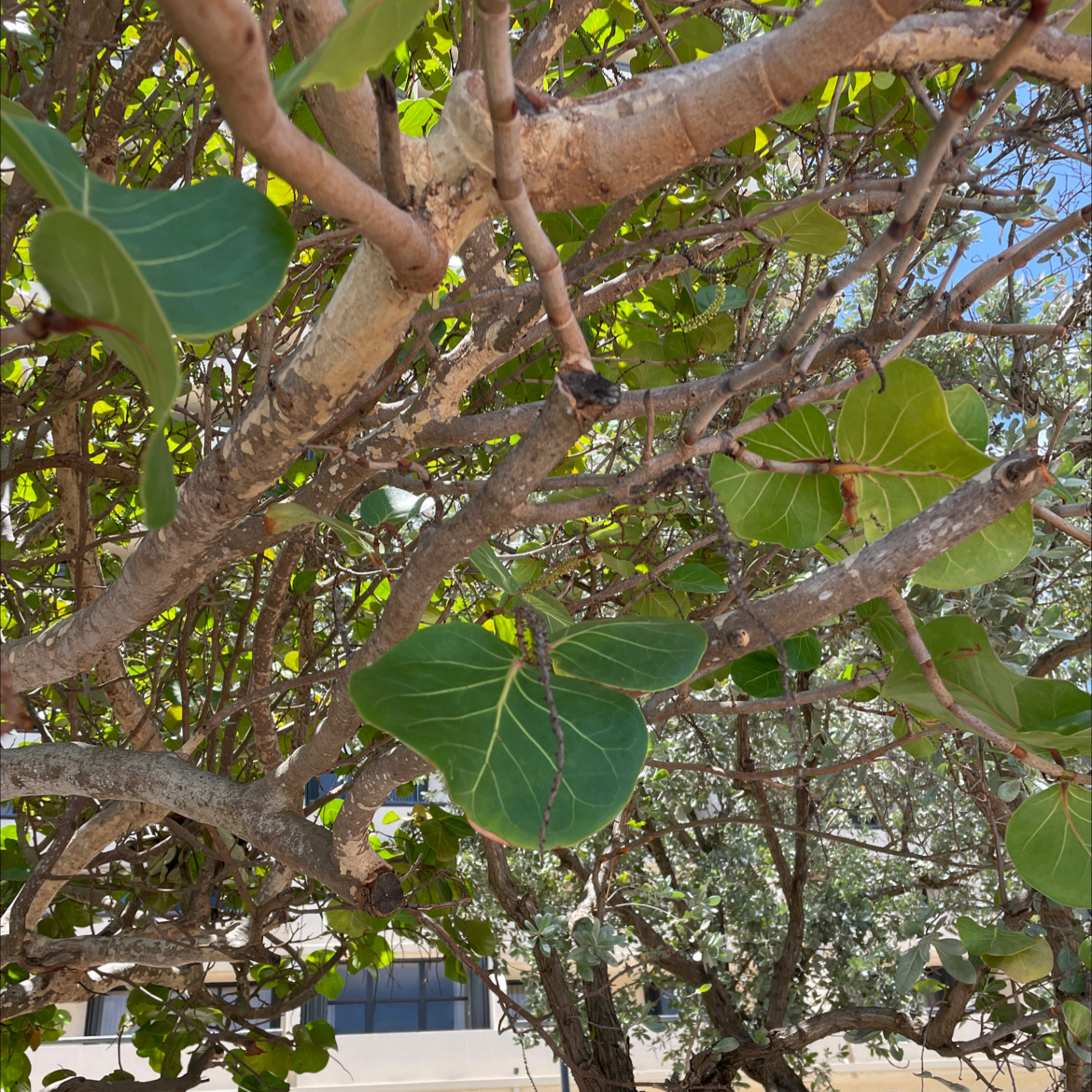 Seagrape plant with large, round leaves and visible branches in an outdoor setting.