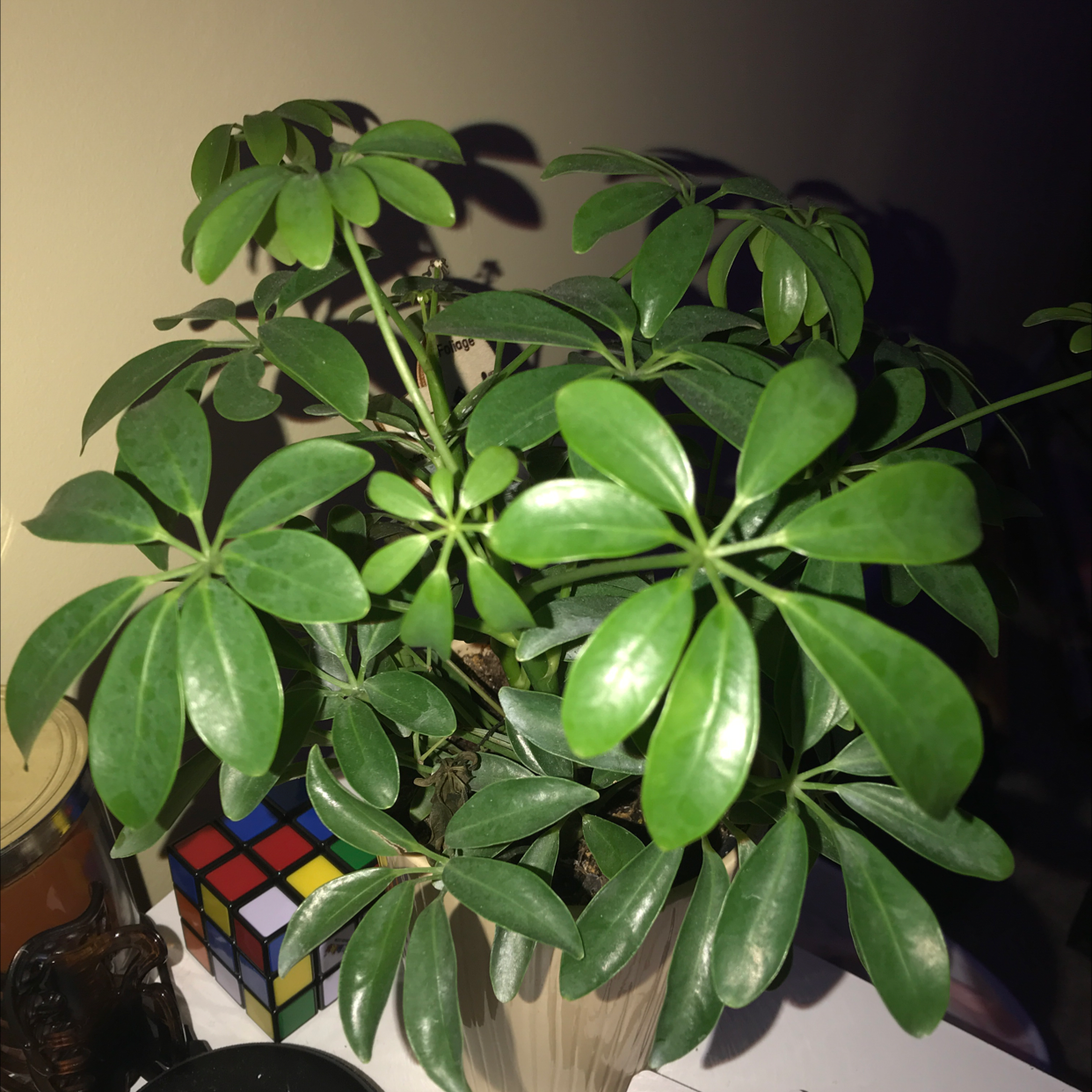 Healthy dwarf umbrella tree with lush green foliage, potted in white ceramic. Rubik's cube for scale reference.