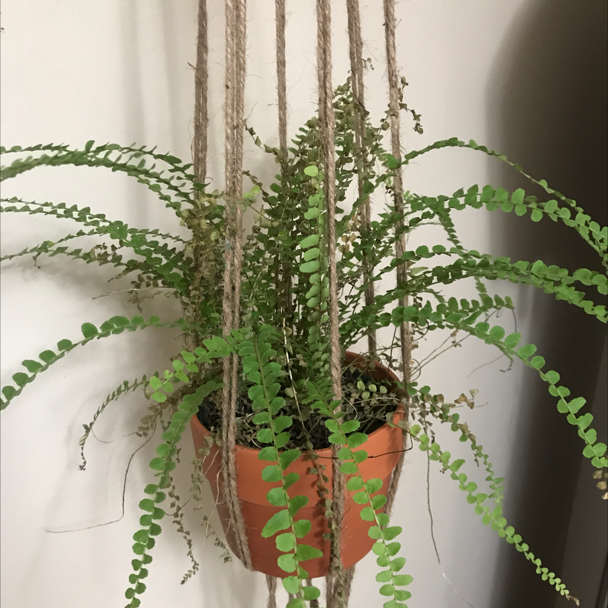 Healthy, thriving Erect Sword Fern with long, cascading green fronds in a terracotta pot, well-framed and in focus.