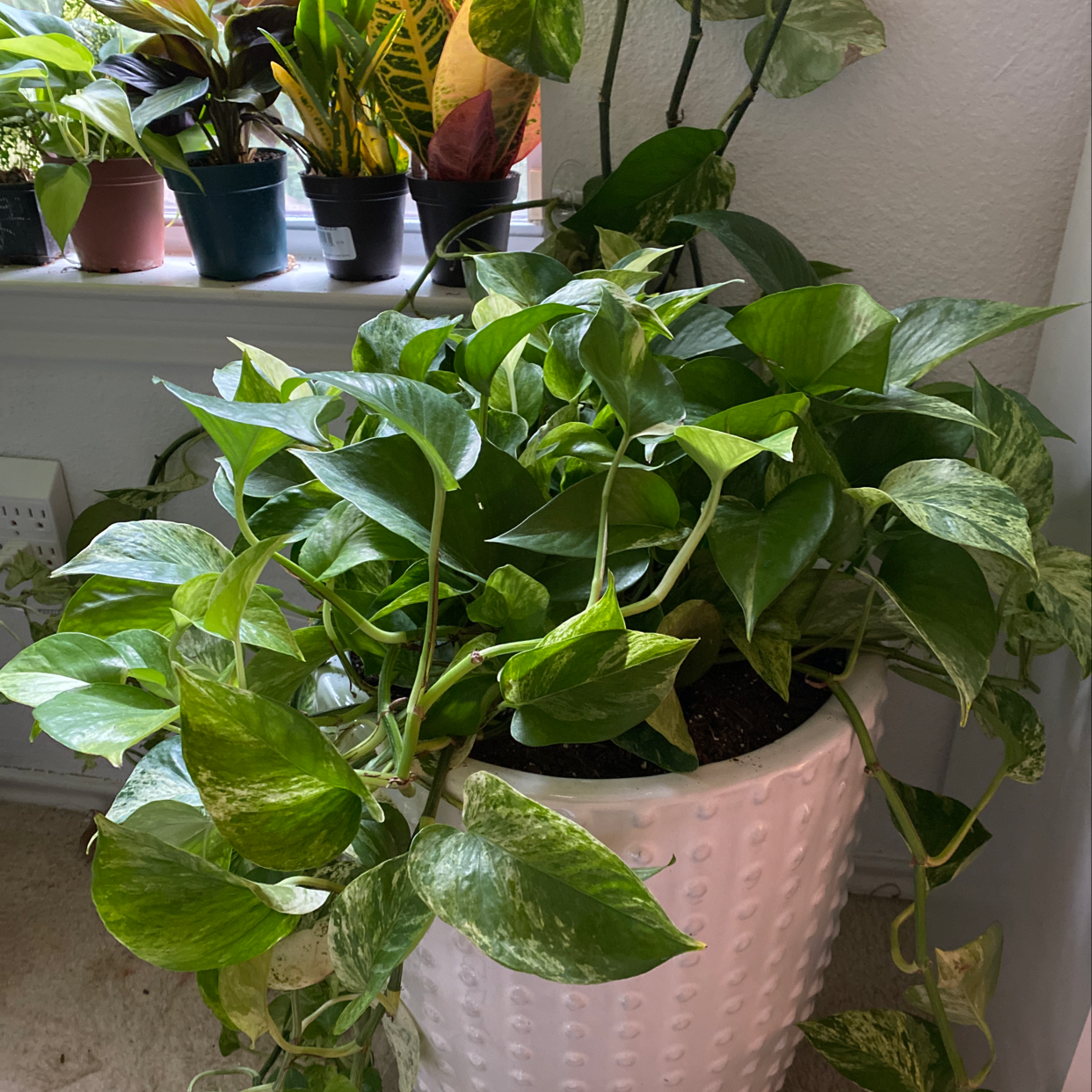 Lush, healthy golden pothos plant in a pink polka dot pot, surrounded by other houseplants.