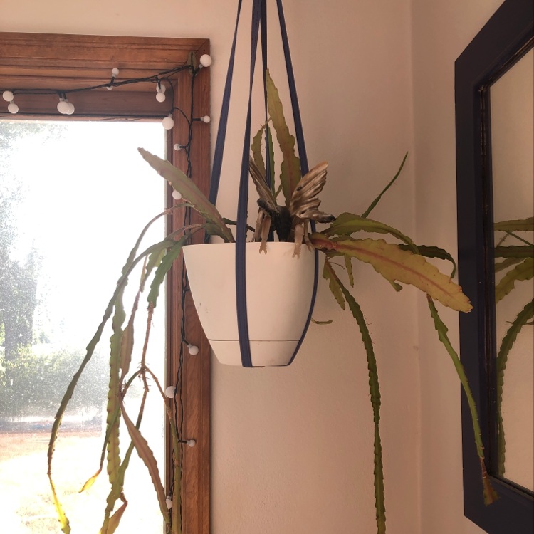 Dutchman's Pipe Cactus in a hanging white pot with some leaf discoloration.