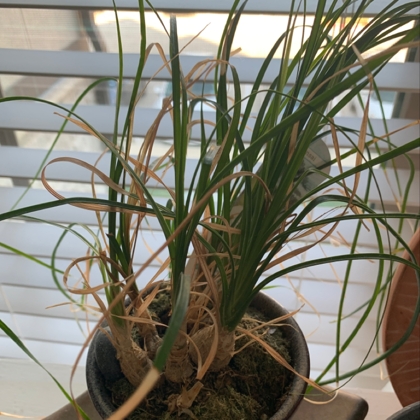 A healthy, thriving ponytail palm plant with long green leaves growing from a bulbous base, in a black plastic pot on a light wood surface.