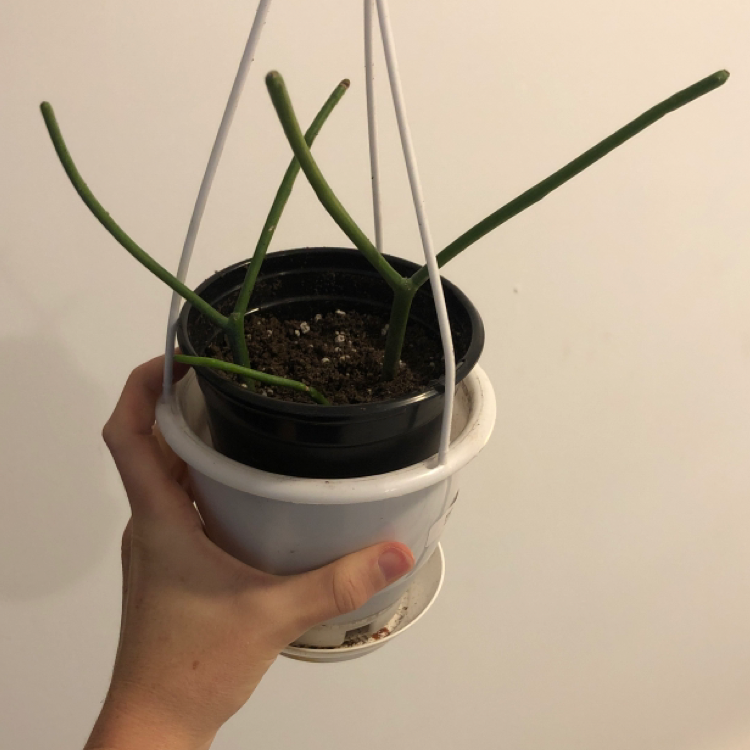 Pencil Cactus in a hanging pot held by a hand, with visible soil and green stems.