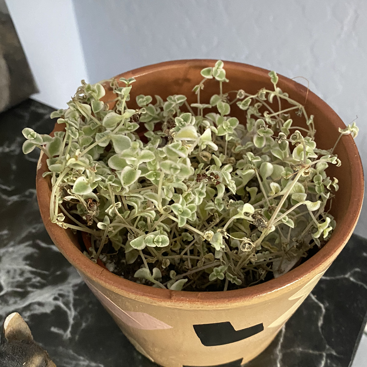 Healthy variegated Crassula Pellucida succulent plant with heart-shaped leaves growing in a terracotta pot, centered in frame.