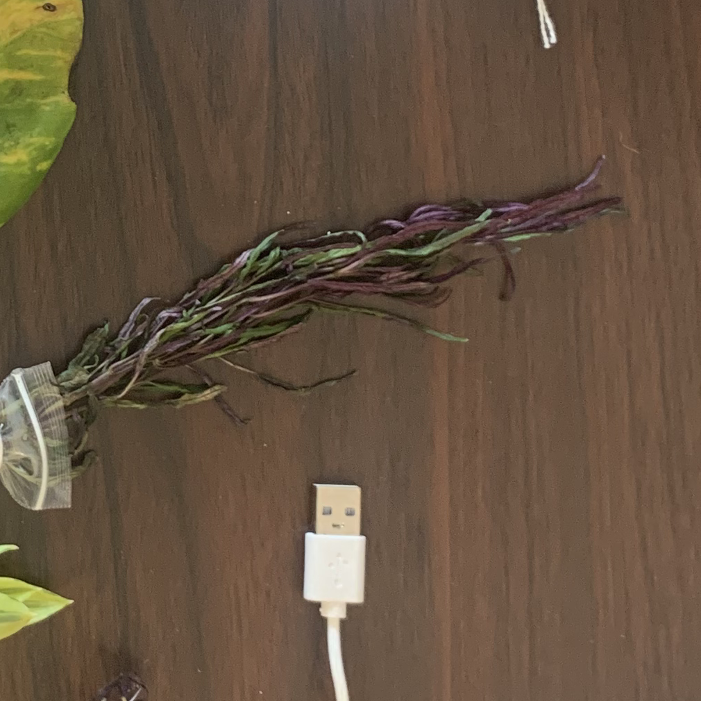 Cutting of Dragon's Breath Celosia on a wooden surface with some browning.