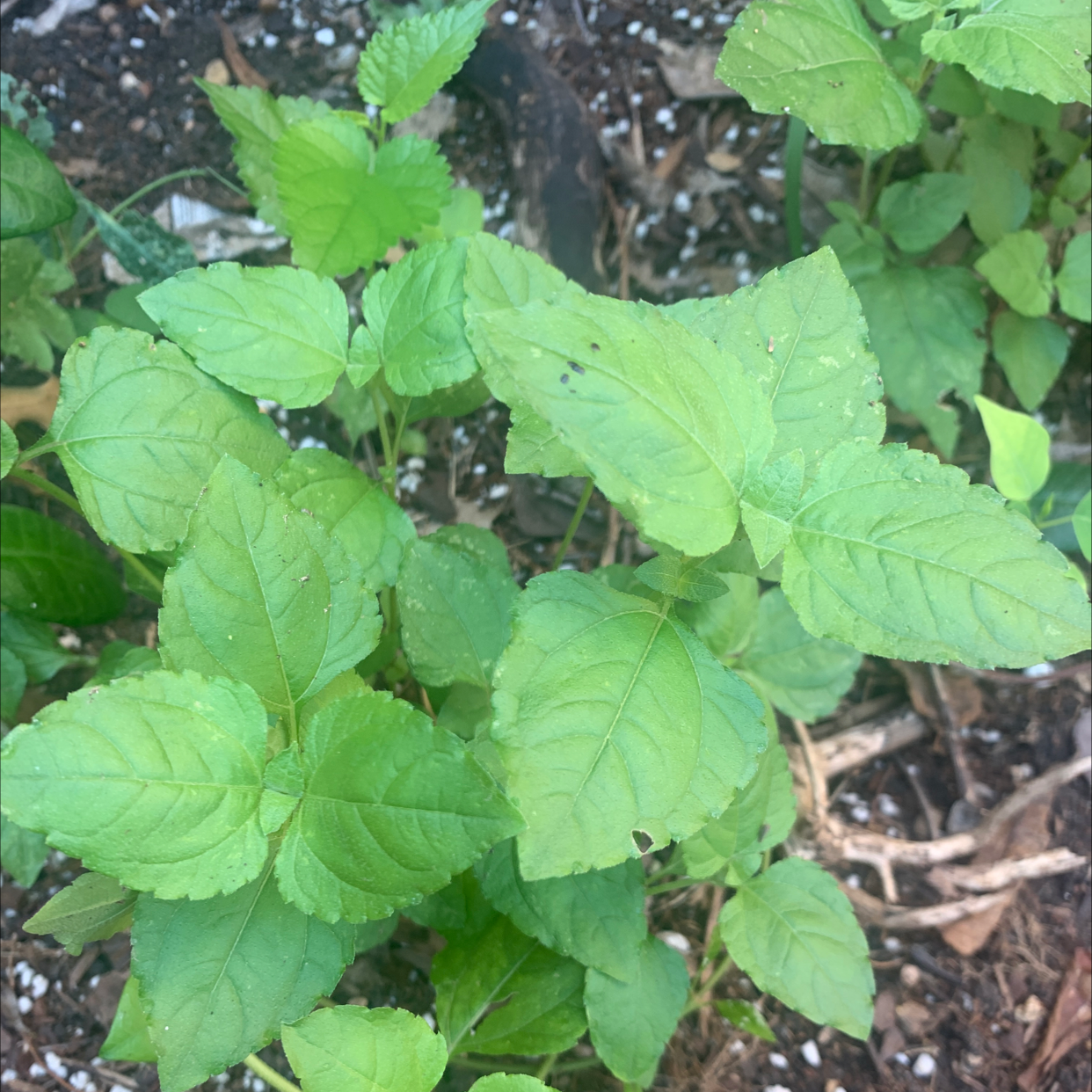 Photo of the plant species Straggler Daisy by @Trishna named Winston on Greg, the plant care app