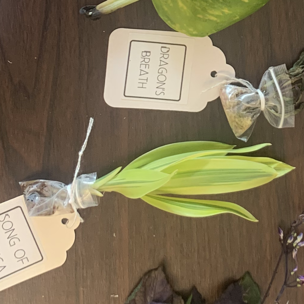 Photo of the plant species Song of Jamaica by @Trishna named Tolkien on Greg, the plant care app