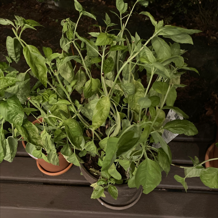 Sweet Basil plant with green leaves, some slightly wilted, in a pot on a wooden surface.