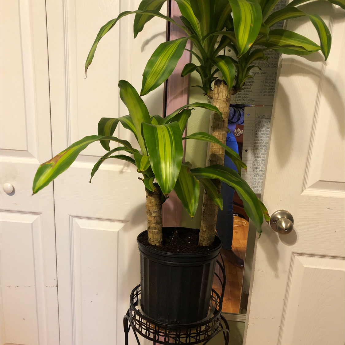 Cornstalk Dracaena plant photo by @BeePlantastic named Palma on Greg, the plant care app.