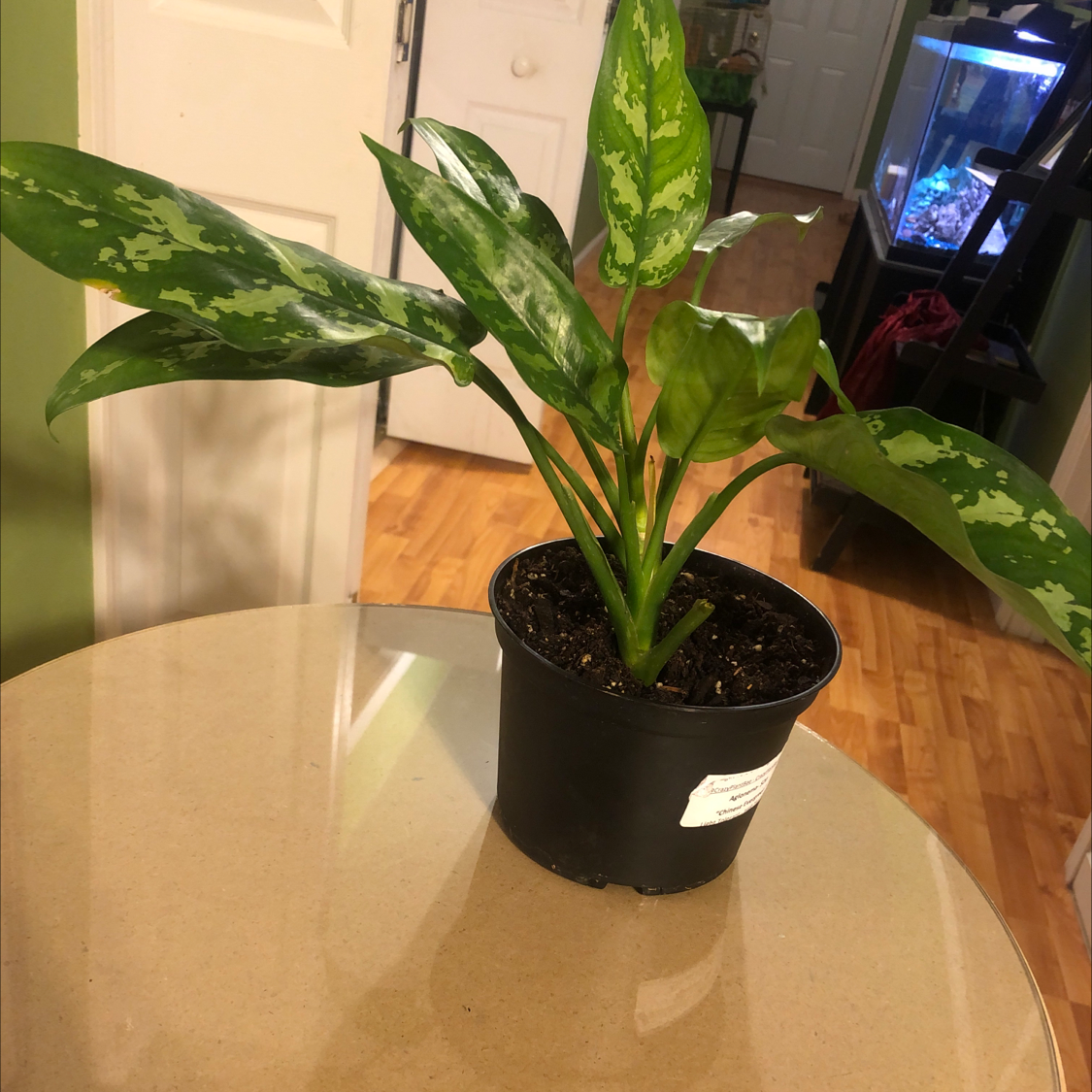 Aglaonema 'Tigress' plant in a black pot on a table with green variegated leaves.
