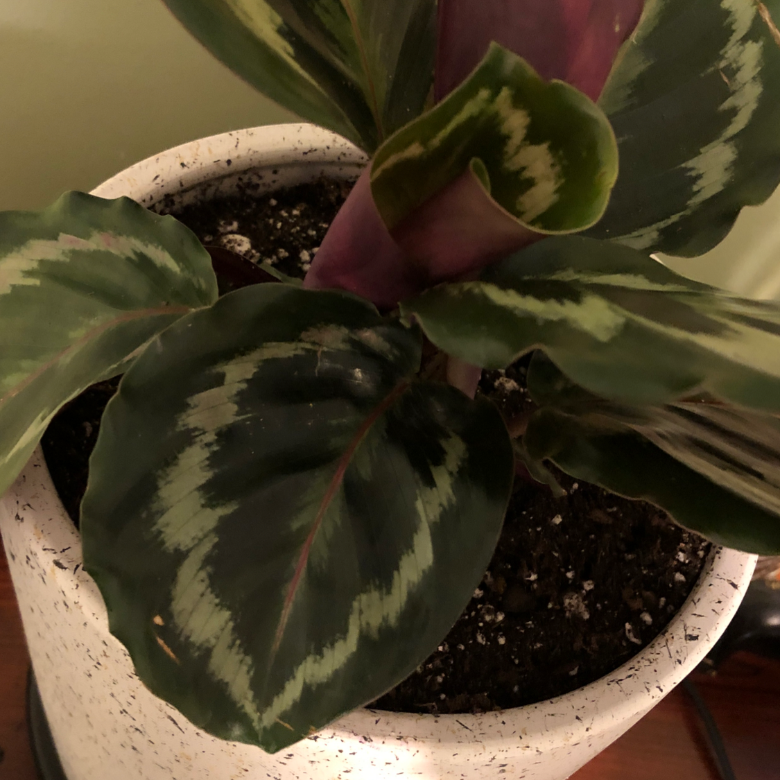 Rose Calathea plant photo by @BeePlantastic named Velvet on Greg, the plant care app.